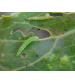 DBM Lure / Plutella xylostella Pheromone Lure